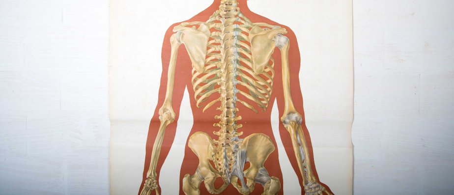 Human Anatomy Chart