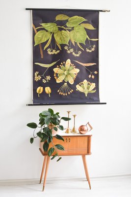 Botanical Chart Poster