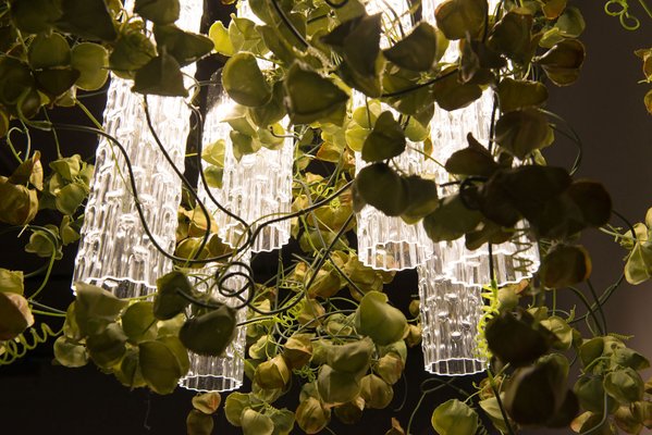 blauregen weiß kletterpflanze Weißer Blauregen Alba auf Stamm - Wisteria sinensis alba