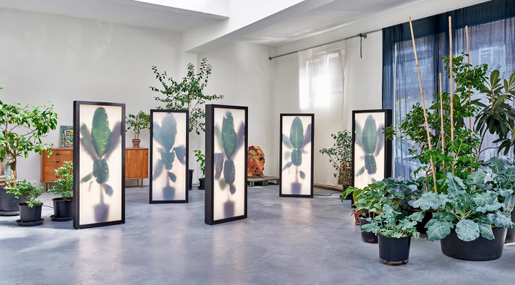 Pflanzen Leuchtkasten Mit Fotografischer Collage Von Rem Atelier Bei Pamono Kaufen