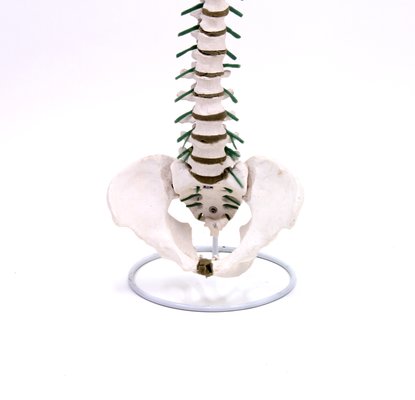 Modello Anatomico Di Colonna Vertebrale Anni 70