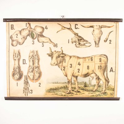 Antique Czechoslovakian Educational Butchering Chart For Sale At