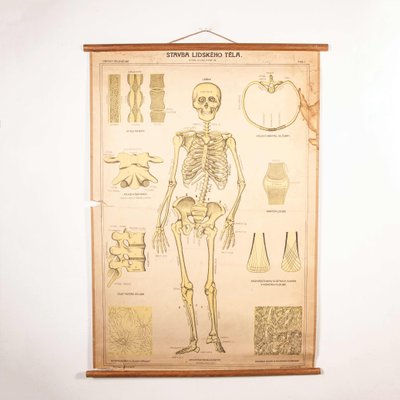 Antique Educational Human Skeleton Chart Poster
