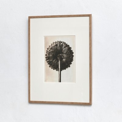 Fotografia botanica in bianco e nero di Karl Blossfeldt, 1942 in