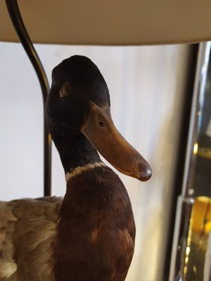 mallard duck table lamps