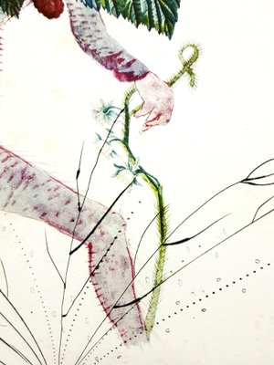 Salvador Dali - Raspberry - Original Hand-Signed Lithograph 1969