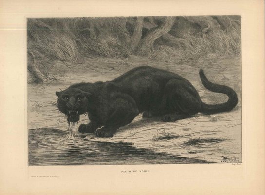 Black Panther Original Etching and Aquatint by Evert van Muyden