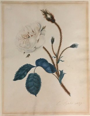 C. at for Rose 1827, Pamono sale Curtis, Moss Watercolour Moosrose,