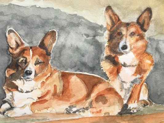 Corgi x for sale discount