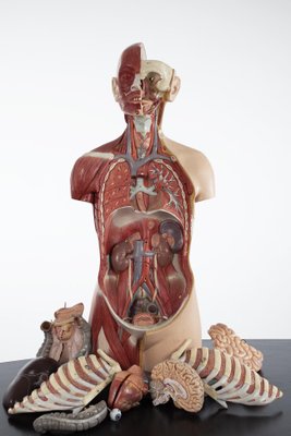 Anatomical Male Torso In Somso Plast For Sale At Pamono