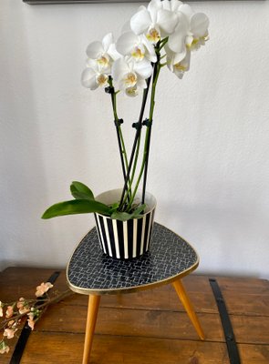 Nierenförmiger Blumentisch oder Pflanzenständer aus Resopal, 1950er