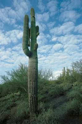 Riesiger Saguaro-Kaktus, Arizona, 1994