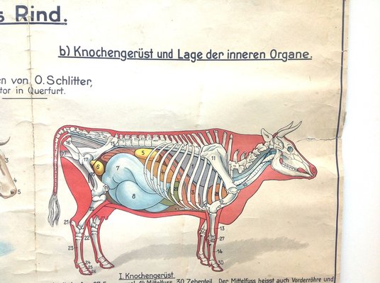 Kuh Und Rind Anatomie Metzger Schulposter Bei Pamono Kaufen