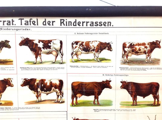 Antique School Poster With Various Cow, Antique Dairy Farm Items