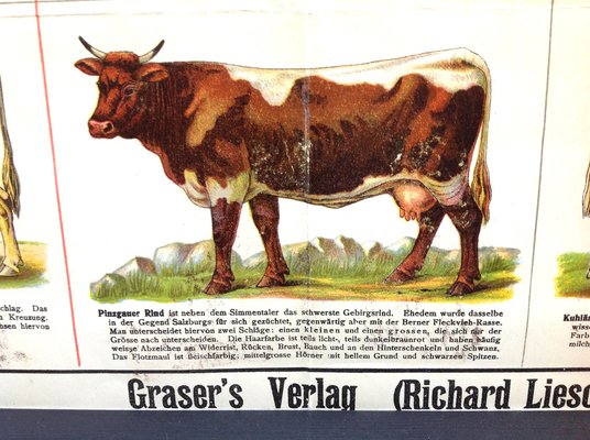 Antique School Poster With Various Cow And Cattle Breeds For Sale At Pamono