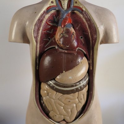 Modèle Anatomique Vintage, 1920s en vente sur Pamono