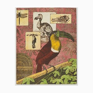 Annemarie Petri, Intérieur d'un ornithologue, Toucan Bird, 2001