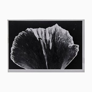 Enrico Garzaro, Flora Photogram