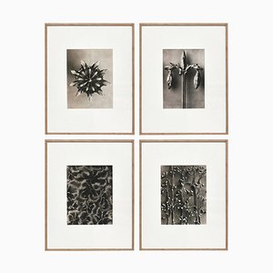 Black White Flower Photogravure Botanic Photography by Karl Blossfeldt, Set of 4