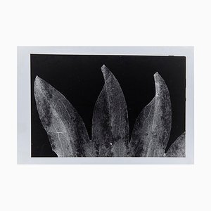 Enrico Garzaro, Flora Photogram, Fotografía en blanco y negro