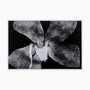 Enrico Garzaro, Flora Photogram, Black and White Photography