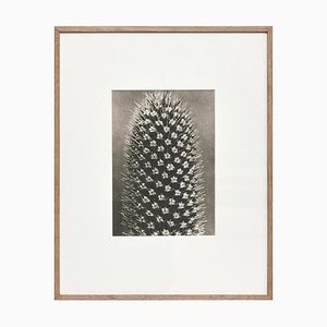 Photogravure Fleur Blanche Noire par Karl Blossfeldt, 1942