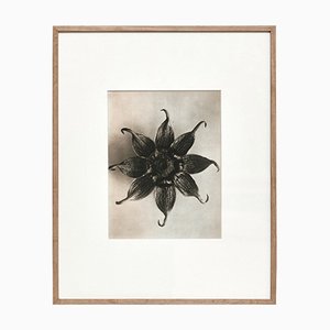 Karl Blossfeldt, Black & White Flower, 1942, fotograbado, enmarcado