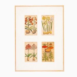 Dessins Botaniques, 18ème Siècle, Gravure Colorée sur Cuivre