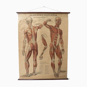 Vintage Swedish Anatomical Medical Wall Hanging