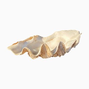 Genuine Shell, Vide Poche, White Color, 20th Century