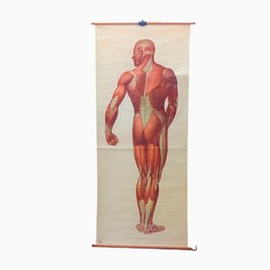 Vintage Schulrat "Muscle of Man", Deutschland, 1950er