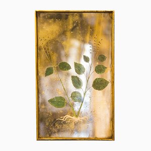 Lillum Selvaticum, Brass & Mirror