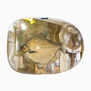 Specchio Swimming Free Fish
