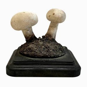 Study Mushroom