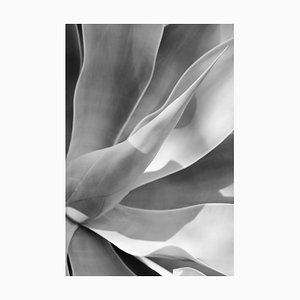 Stuart Möller, Agave II, 2019, Pigmento de archivo