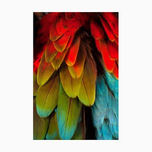 Macaw # 5, 2013, Archival Pigment Print