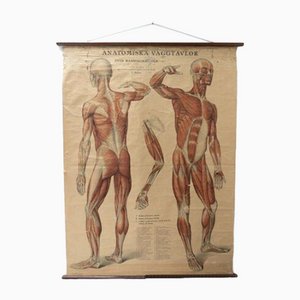 Schwedischer Vintage Anatomischer Medizinischer Wandbehang