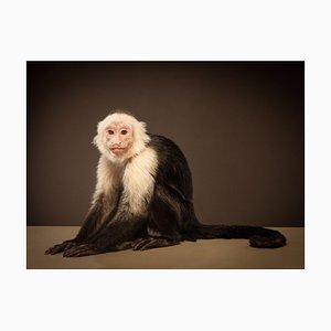 Tim Platt, Capuchin 1, 2014, Archival Pigment Print