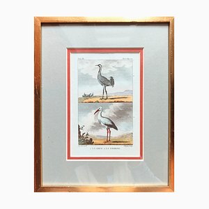 Animalistic Graphics, Crane and Stork, 18th-Century, France, Framed