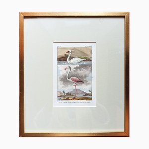 Animalistische Grafik, Schwan und Flamingo, 18. Jh., Frankreich, Gerahmt