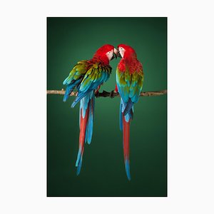 Macaw # 2, 2013, Archival Pigment Print