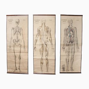 Tableaux d'Anatomie Éducative Tchécoslovaque, Début 20ème Siècle, Set de 3
