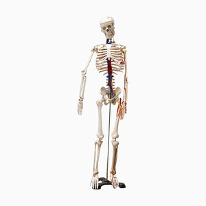 Human Skeleton, Czechoslovakia, 1970s