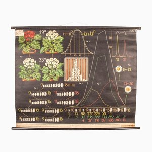 Early 20th Century Seed Production Educational Chart
