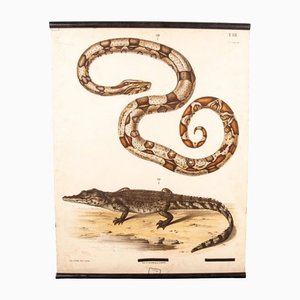 Póster educativo alemán de serpientes y cocodrilos, siglo XIX