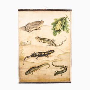 19th Century Czechoslovakian Educational Chart of Amphibians