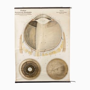 Tableau Anatomique Oeil et Rétine, Allemagne, Début 20ème Siècle