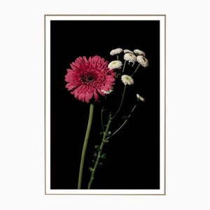 Rosa und weiße Blumen auf schwarzem Hintergrund, 2021, Giclée Druck