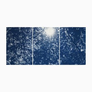 Kind of Cyan, Sunlight Through Forest Branches, 2020, Cyanotype Print