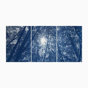 Kind of Cyan, Looking Up Through the Trees, 2021, Cyanotype Print
